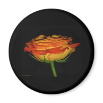 orange and yellow rose magnets by Priscilla48 orange and yellow rose magnets