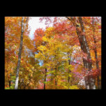 Orange and Yellow Trees Photo Print