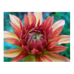 orange, anemone, flower, morning, dew, wet, rain,
