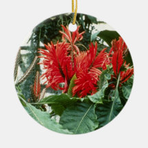 Orange Aphelandra Tetragona (Zebra Plant) flowers Ornament