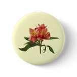 Orange Asiatic Lilies Buttons