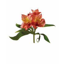 Orange Asiatic Lilies Ladies t-shirts