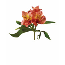 Orange Asiatic Lilies Ladies t-shirts