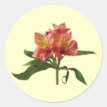 Orange Asiatic Lilies Round Stickers