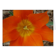 Orange at the Garden card