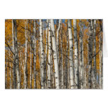 Orange Autumn Aspens Greeting Cards