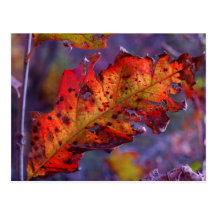Orange Autumn Leaf Post Card
