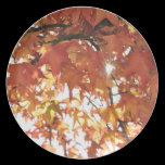 Orange autumn leafs with hard sun plates