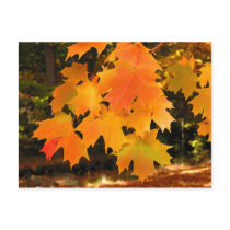 Orange Autumn postcards