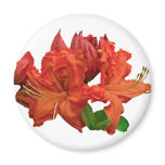 Orange Azalea Blossoms Fridge Magnets