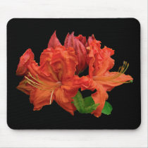 Orange Azalea Blossoms Mousepads
