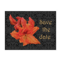 Orange Azalea Blossoms Postcard