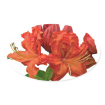 Orange Azalea Blossoms Oval Sticker