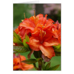 red azaleas, orange azalea, orange azaleas, orange