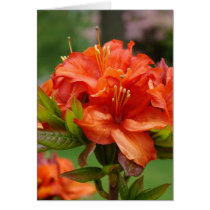 Orange AZALEA FLOWERS 14 Azaleas Cards Gifts Mugs by Basleeartprintgifts Orange AZALEA FLOWERS 14 Azaleas Cards Gifts Mugs