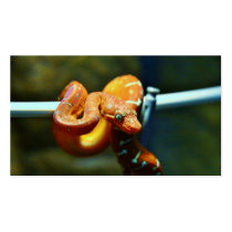 Orange Ball Python Business Card Template