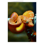 Orange Ball Python cards