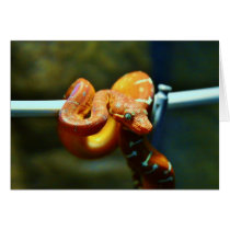 Orange Ball Python Greeting Card