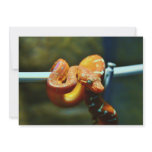 Orange Ball Python Custom Announcement