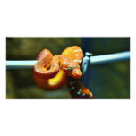 Orange Ball Python Personalized Photo Card
