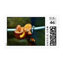 Orange Ball Python Stamp