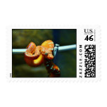 Orange Ball Python postage