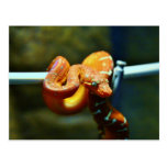 Orange Ball Python Postcard
