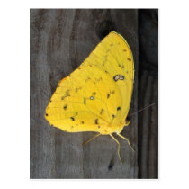 Orange-barred Sulphur 02/13 Postcard