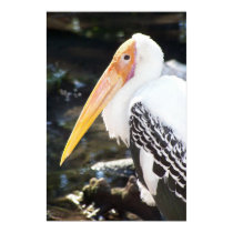 Orange Beaked Bird posters