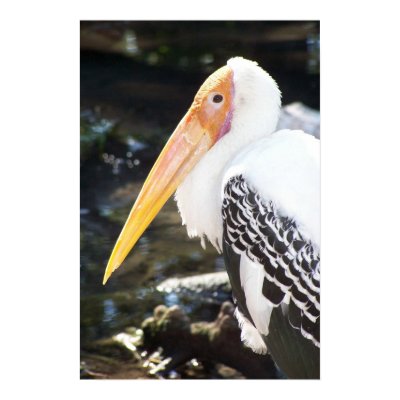 Orange Beaked Bird Poster by elizadeb