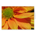 Orange Beauty cards