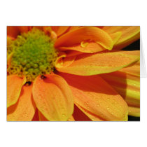 Orange Beauty cards by lmitic Orange Beauty cards