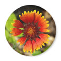 Orange Beauty Magnet by dawnlopez331 Orange Beauty Magnet