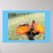 Orange Beetle on Fire Weed Posters