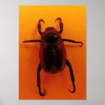 Orange Beetle Poster