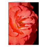 Orange Begonia Cards