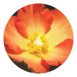 Orange Begonia Sticker