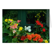 Orange Begonias flowers Greeting Cards