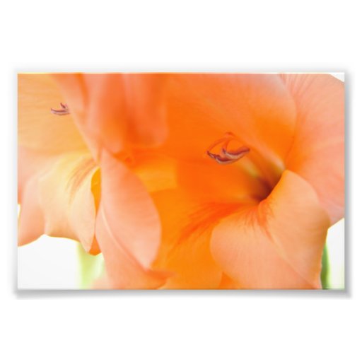 Orange Bell Flowers close-up photography digital