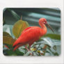 Orange bird mouse pads