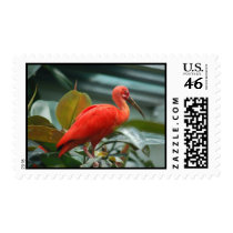 Orange Bird Stamp
