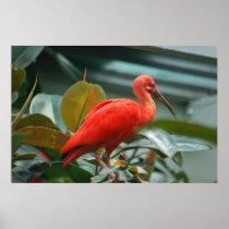 Orange Bird Print