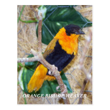 ORANGE BISHOP WEAVER POST CARD