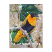 ORANGE BISHOP WEAVER postcards