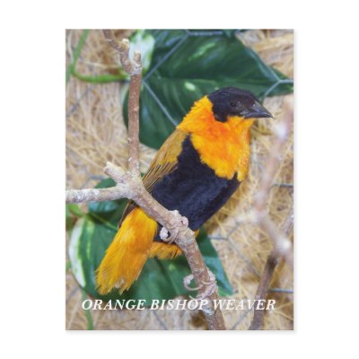ORANGE BISHOP WEAVER POST CARD by KABSANNIE