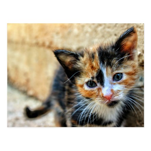 Orange Black and White Kitten Postcard | Zazzle