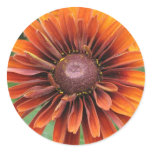 Orange Black Eyed Susan Round Sticker