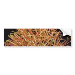 Orange Blood lily (Haemanthus multiflorus) flowers Bumper Stickers