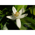 Orange Blossom - California Gardens Card zazzle_card