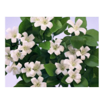 Orange Blossom posters